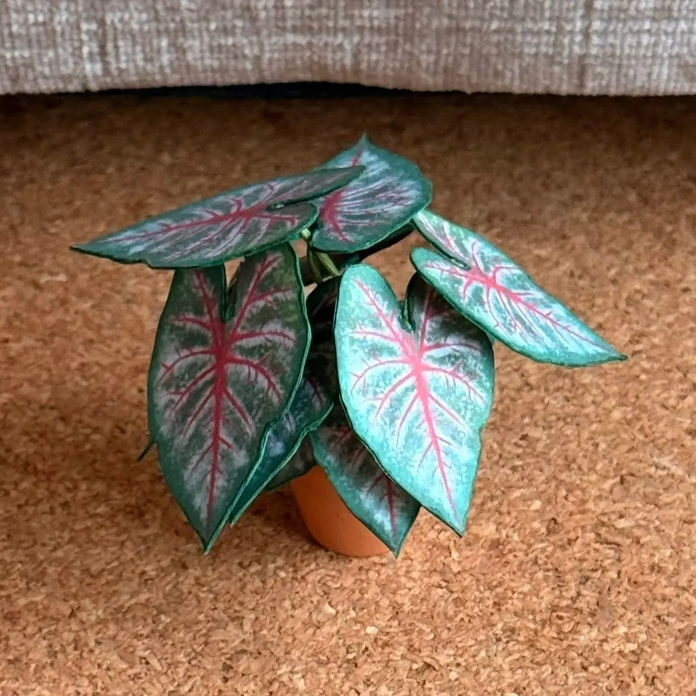 Caladium Rosebud UGC 7