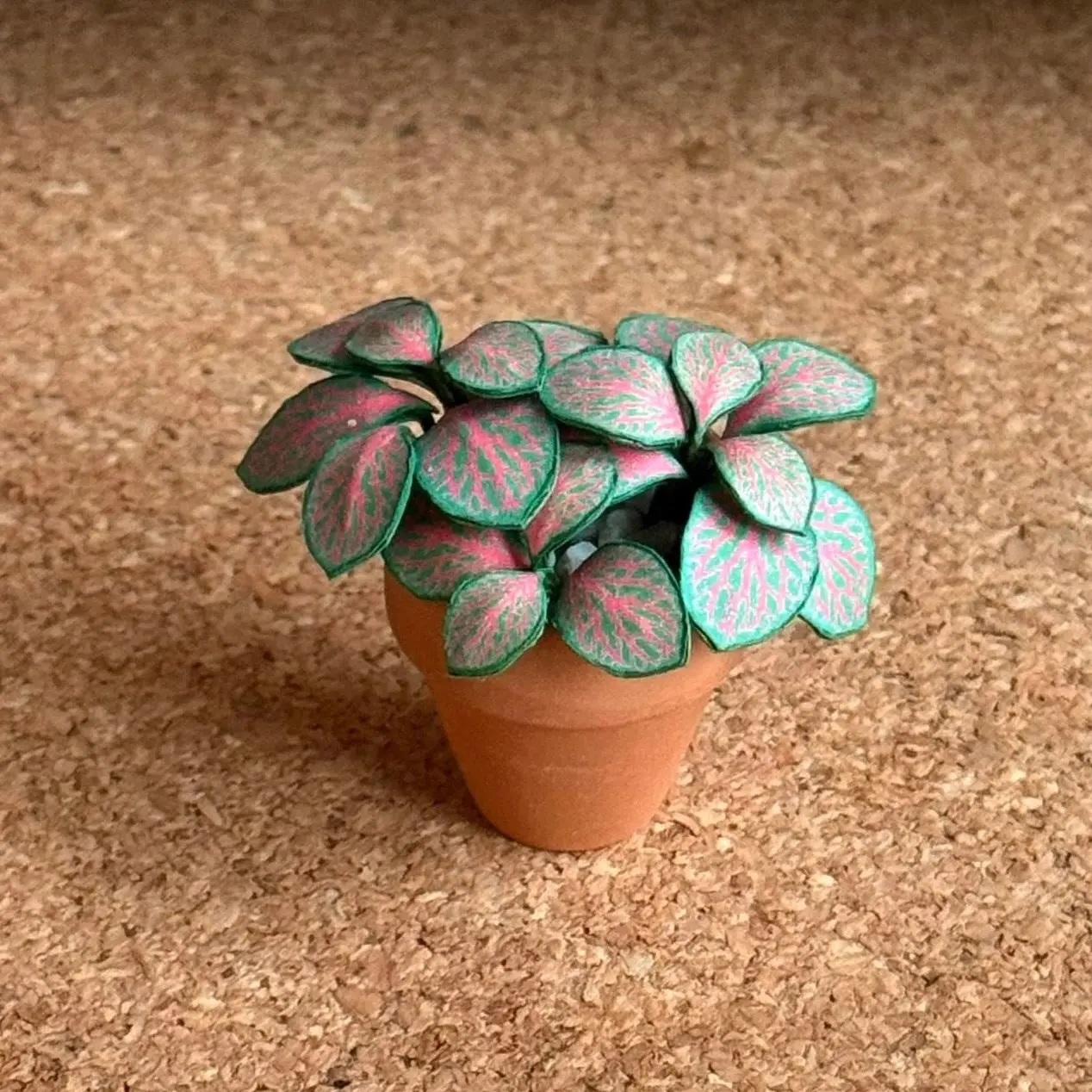 Fittonia UGC 25