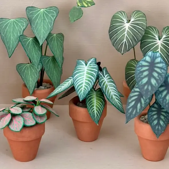 Fittonia UGC 24