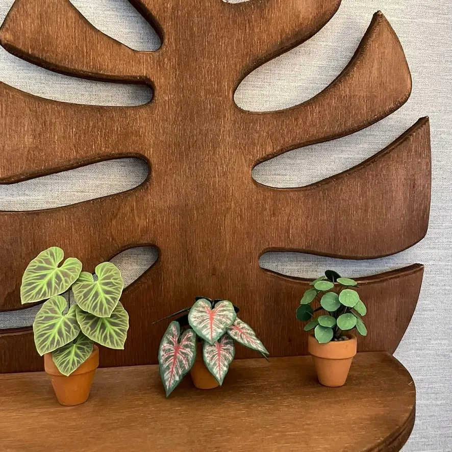 Pilea Peperomioides UGC 18