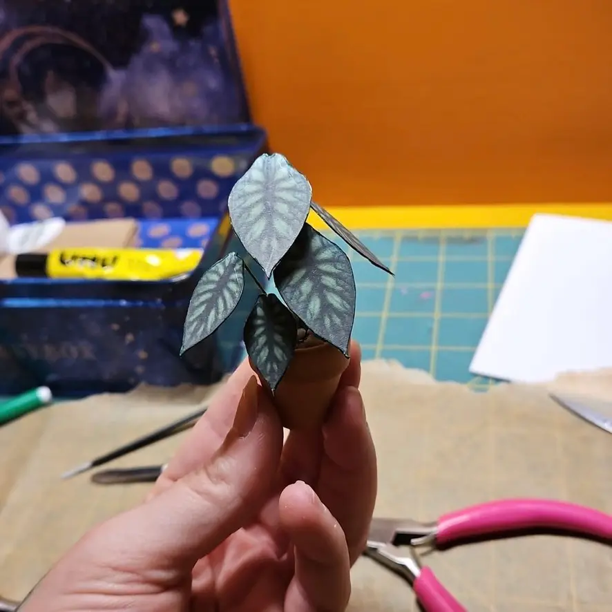 Alocasia Dragon Scale UGC 10