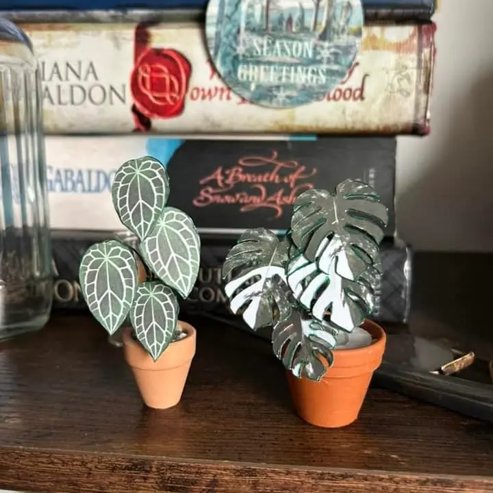 Monstera Albo UGC 23