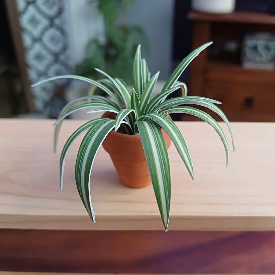 Spider Plant UGC 12