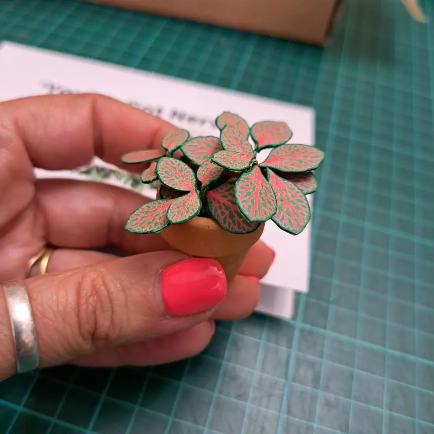 Fittonia UGC 20