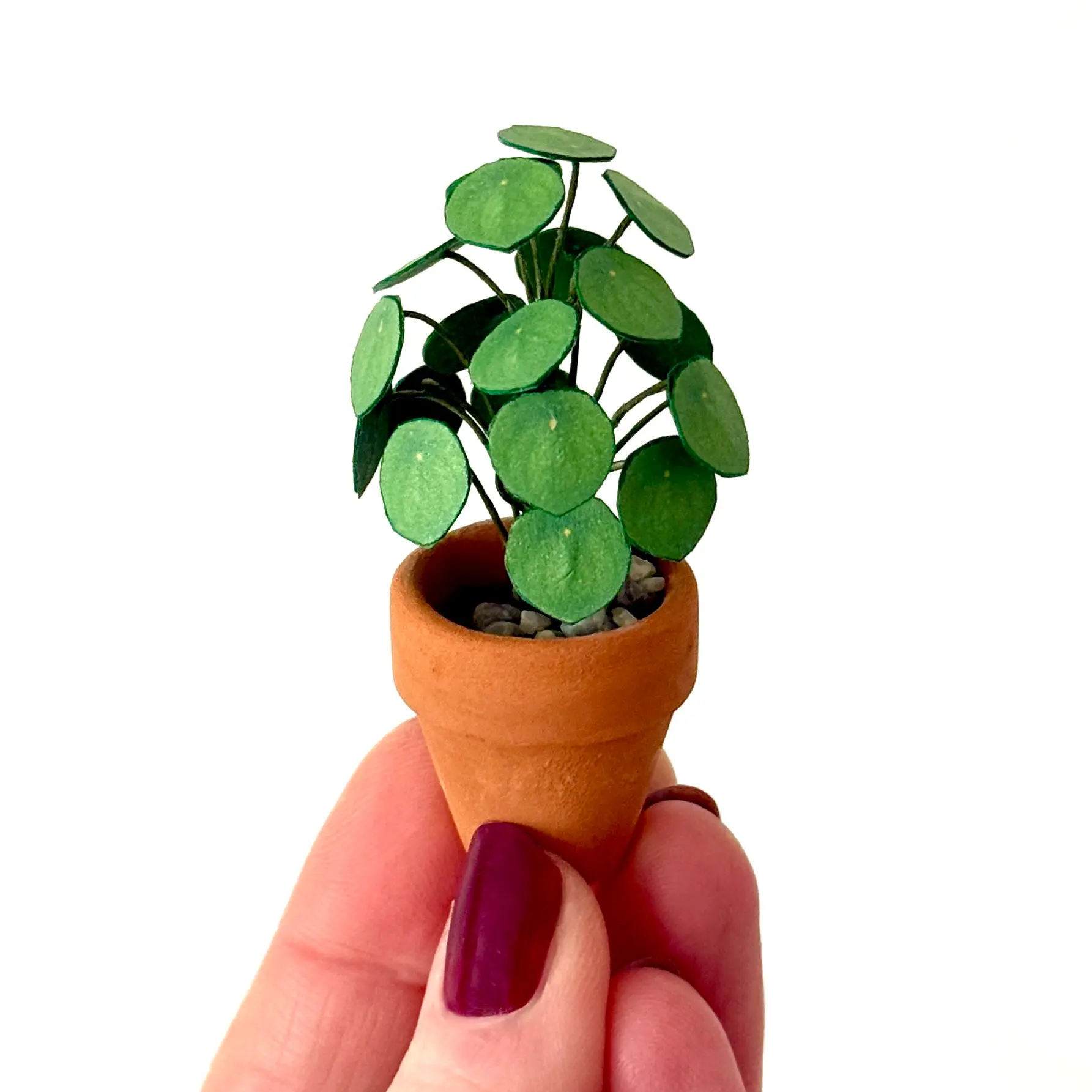 Pilea Peperomioides Hand