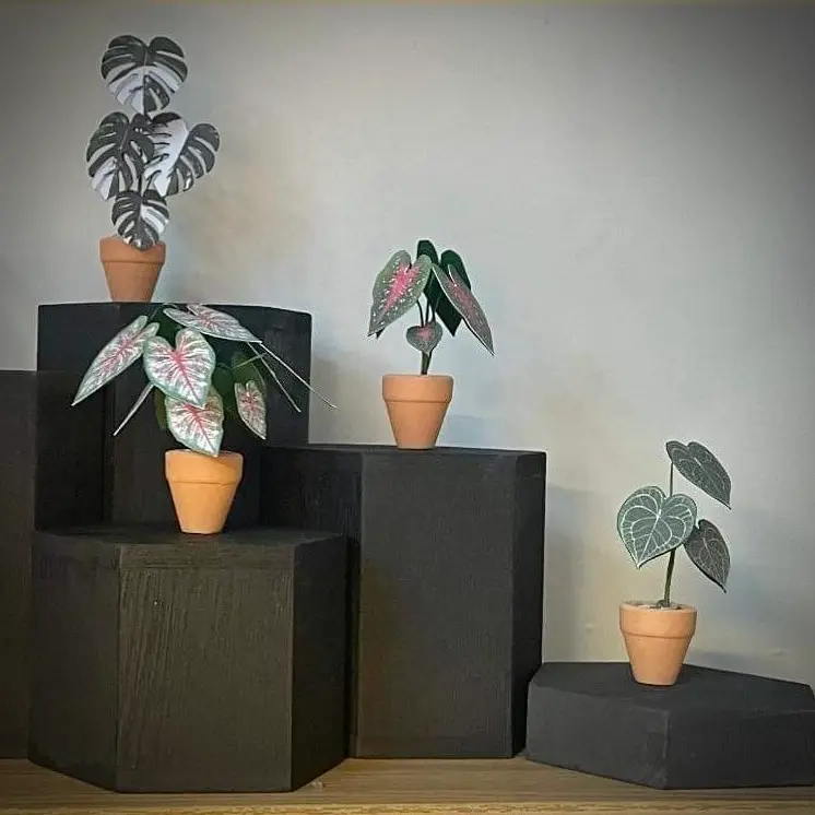 Caladium Rosebud UGC 18