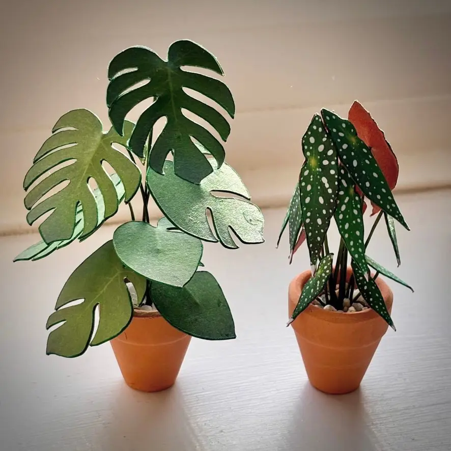 Monstera Deliciosa UGC 16