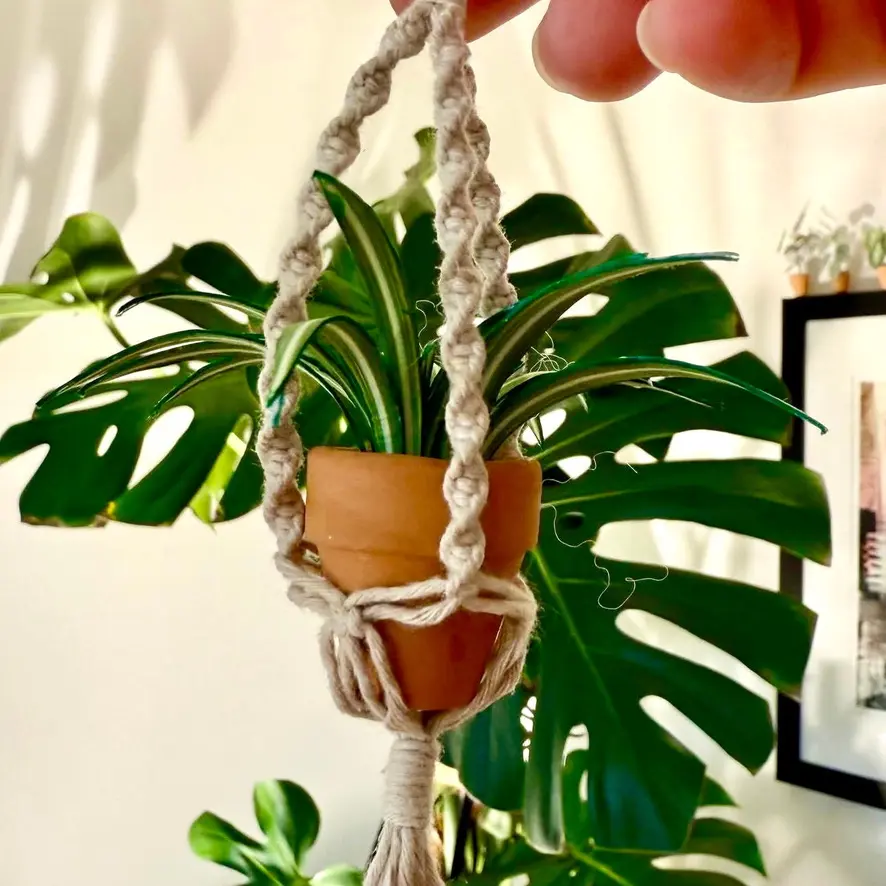 Spider Plant UGC 11