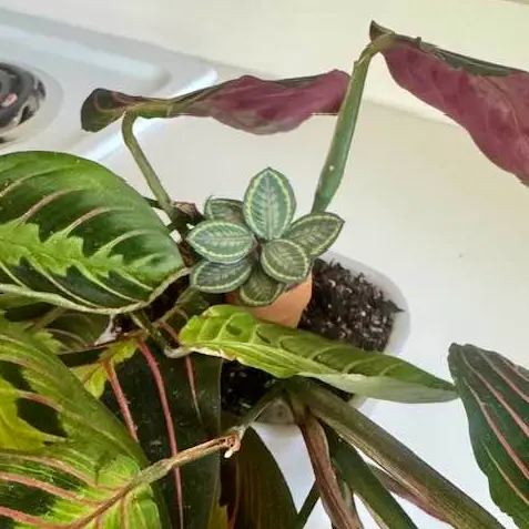 Calathea Medallion UGC 9