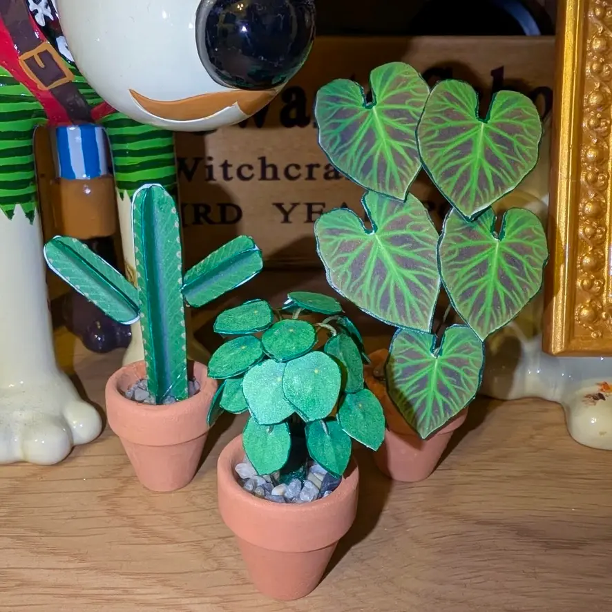 Pilea Peperomioides UGC 5