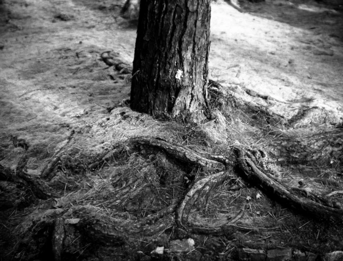 root with moss, ryoanji, kyoto