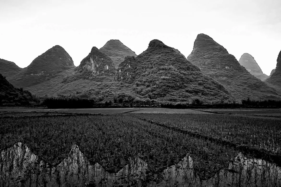 view of karst mountains from rice fields