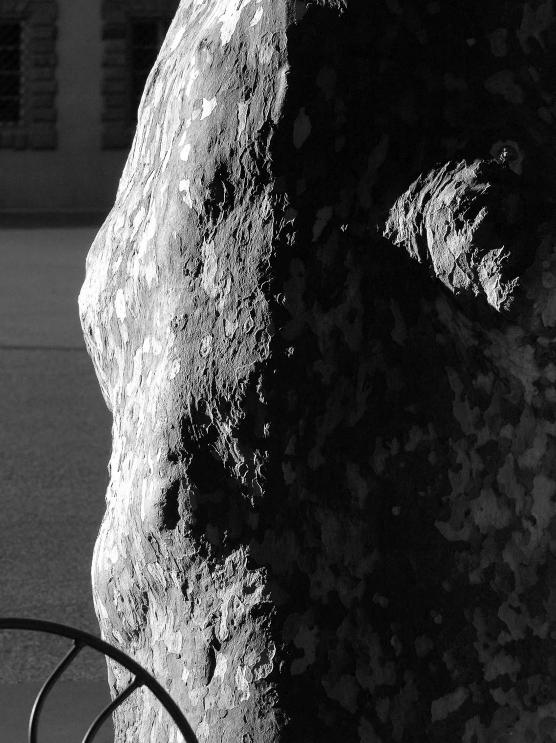 sycamore with chair in small piazza, lucca