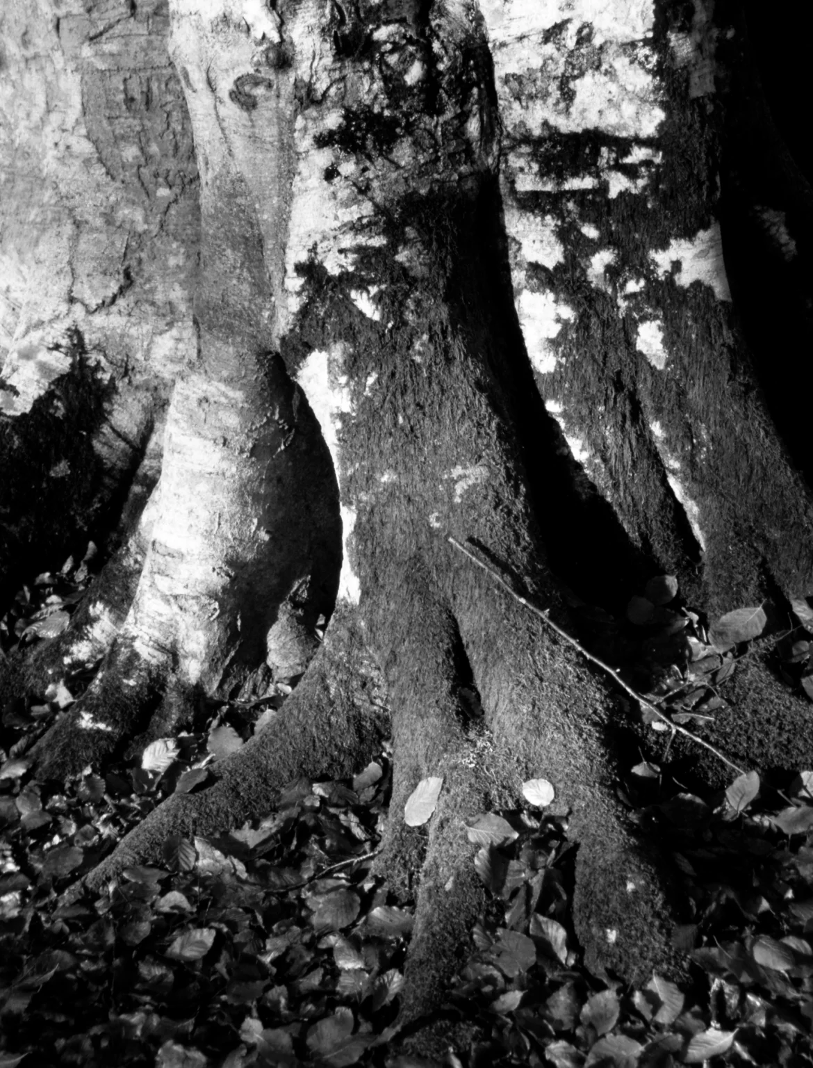root, beech tree, aberdeenshire