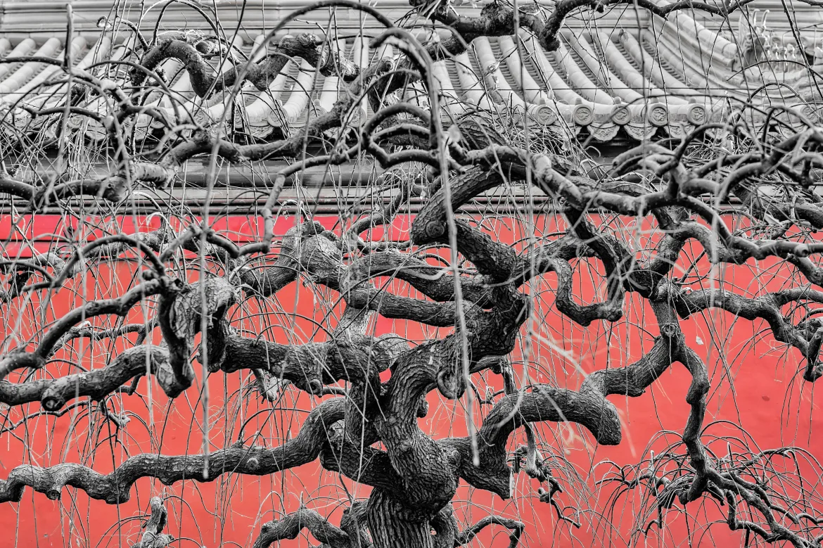 twisted tree and red wall, forbidden city