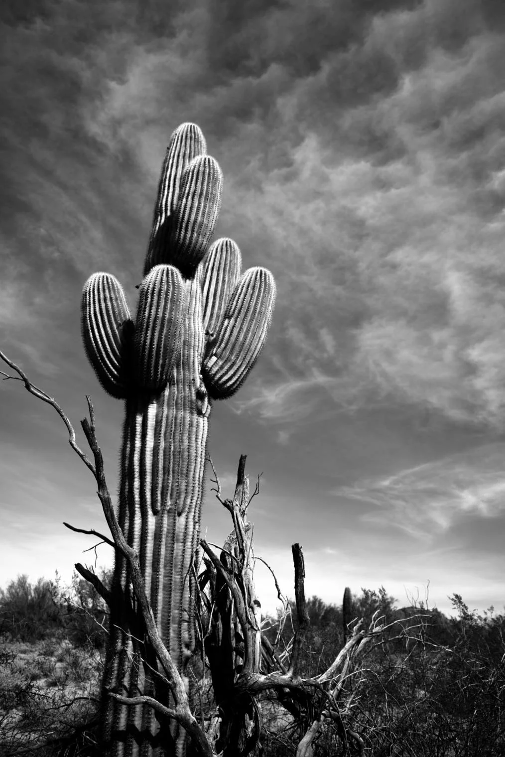 saguaro, pinnacle peak