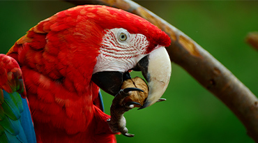 Op zoek naar flora en fauna in de Amazone