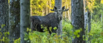 ZWE TripProgram Eland