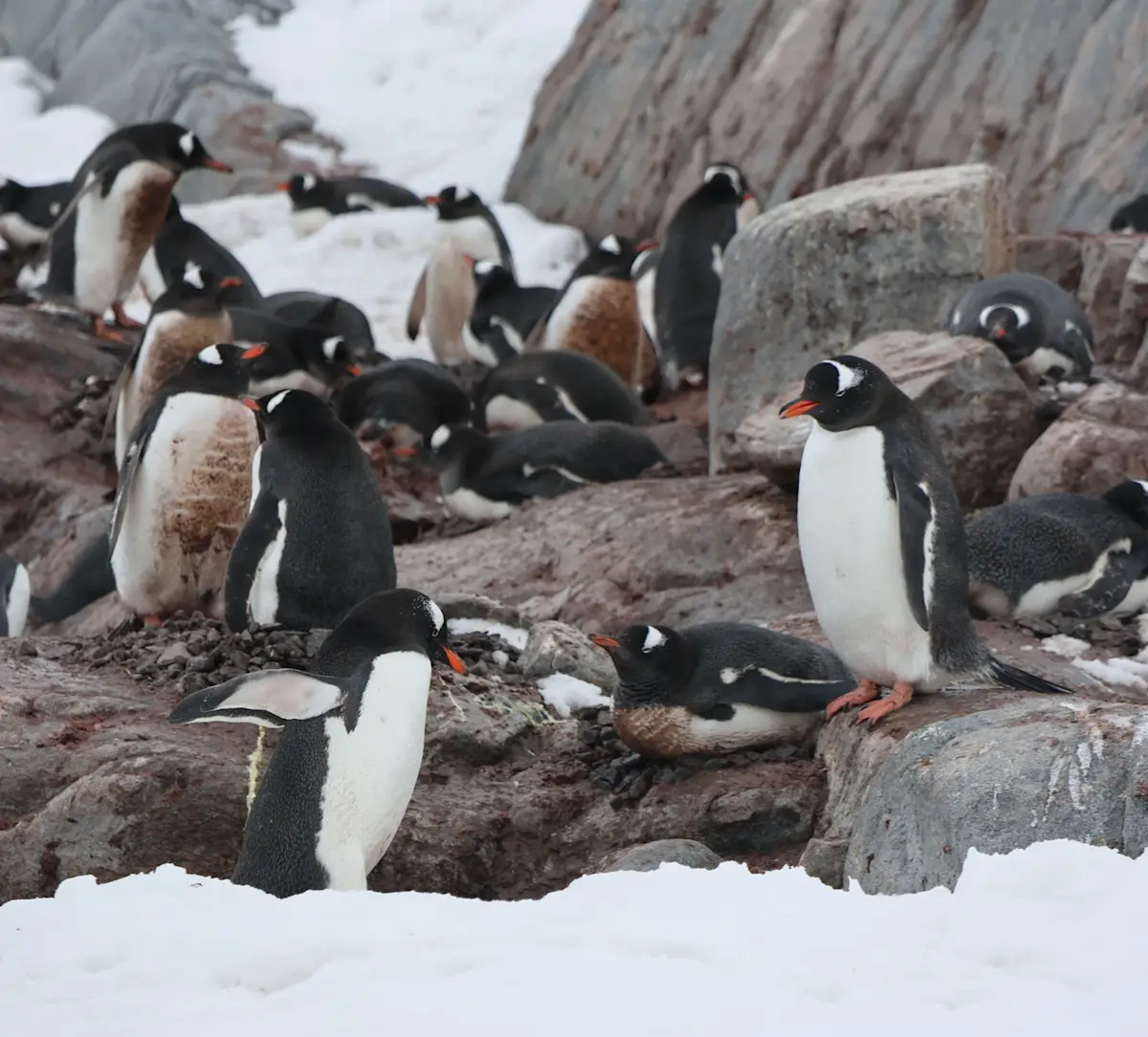 adeliepinguins-rusten-op-sneeuw-en-rotsen