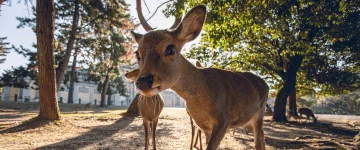 JAP TripProgram Template (18)