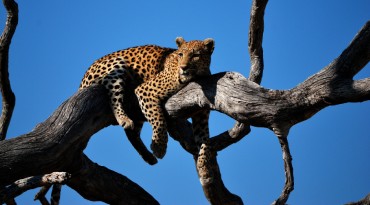 Zoek de Big 5 in Etosha National Park, Chobe National Park en Bwabwata National Park