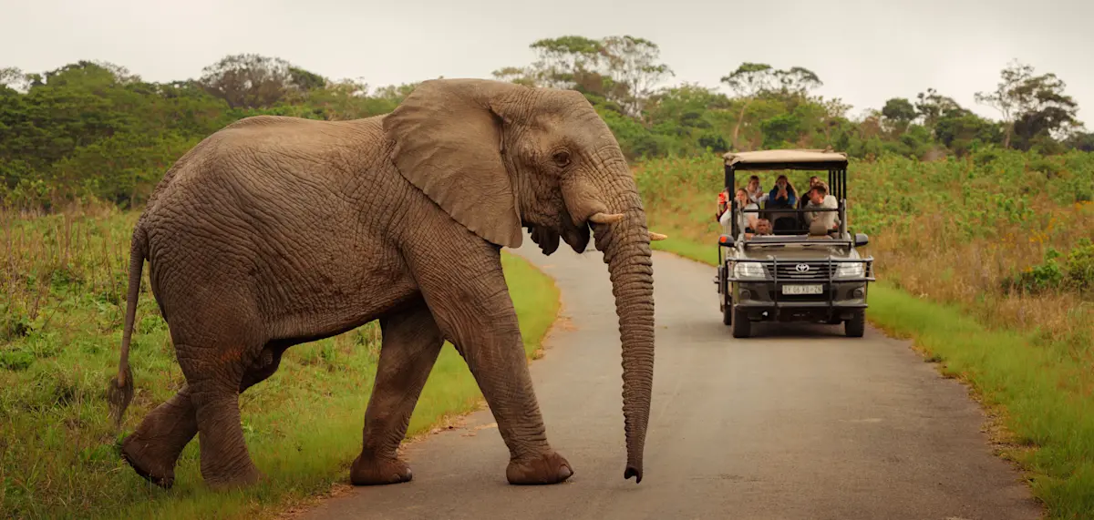Blogpost Big Five - foto olifant en jeep