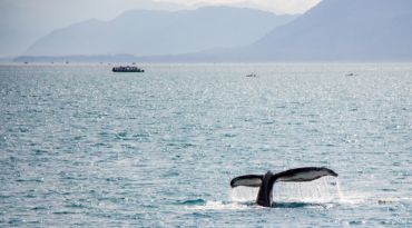 Ga op walvissafari in Andenes