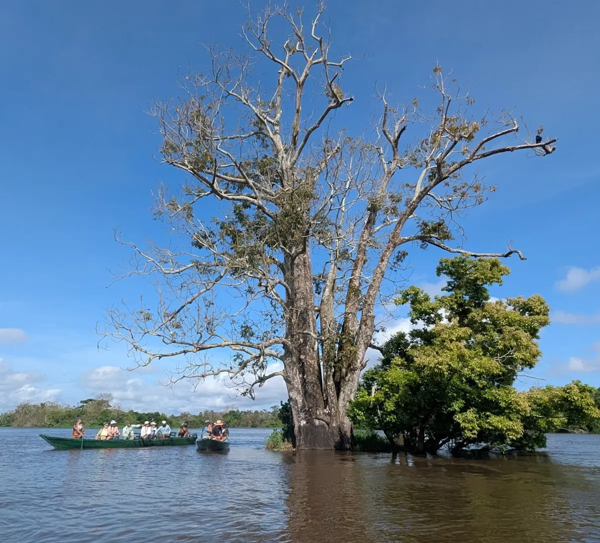 De Amazone van Brazili&euml;