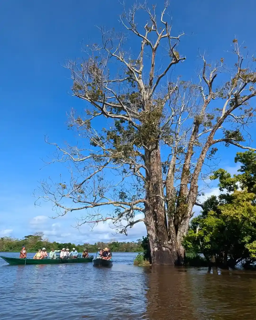 De Amazone van Brazili&euml;