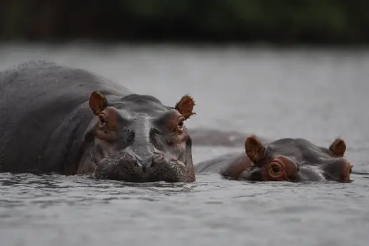 Blogpost safari wilde dieren
