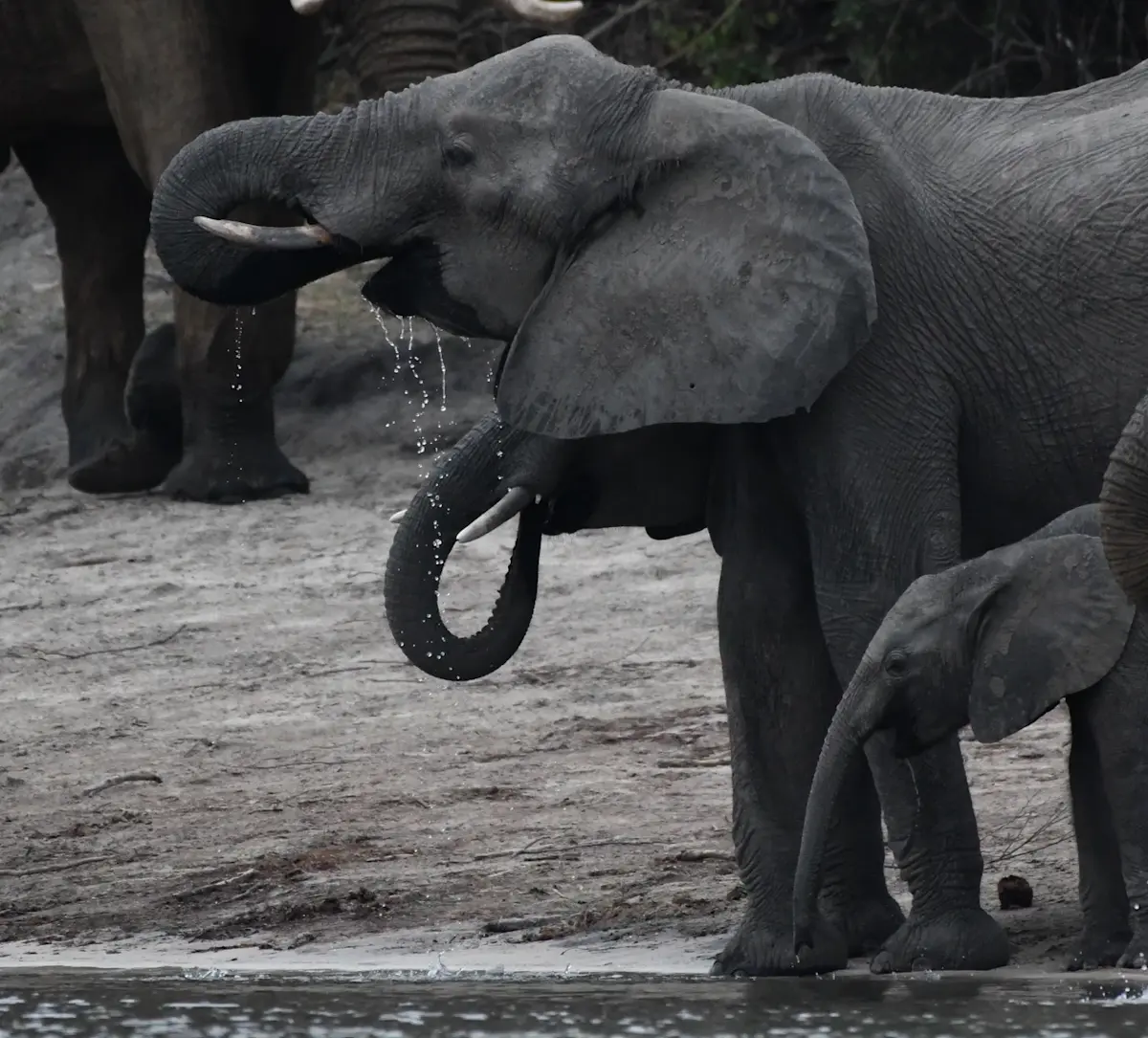 olifantenfamilie-drinkt-aan-de-rivier &middot; namibia-botswana-en-victoria-falls