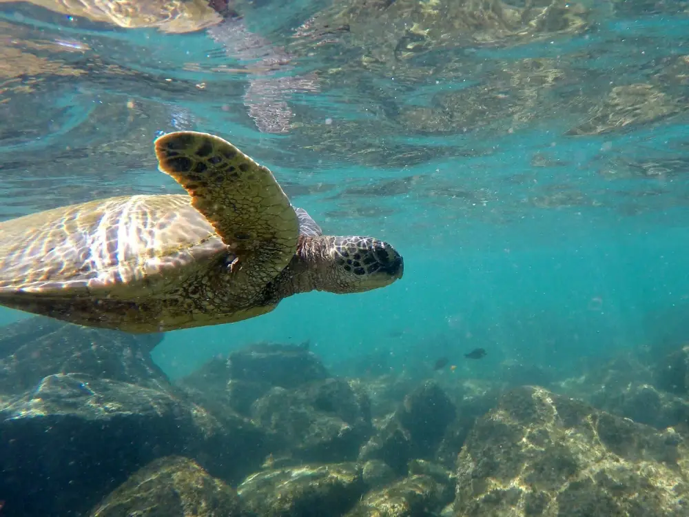 Hawa&iuml; snorkelen met schildpadden