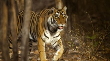 Ga op zoek naar tijgers en andere dieren in Ranthambore National Park