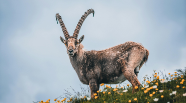 Spot steenbokken, marmotten en andere wildlife