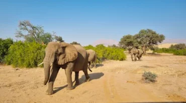 Ga op zoek naar de laatste woestijnolifanten ter wereld in Damaraland