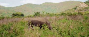 ZAS TripProgram Hluhluwe