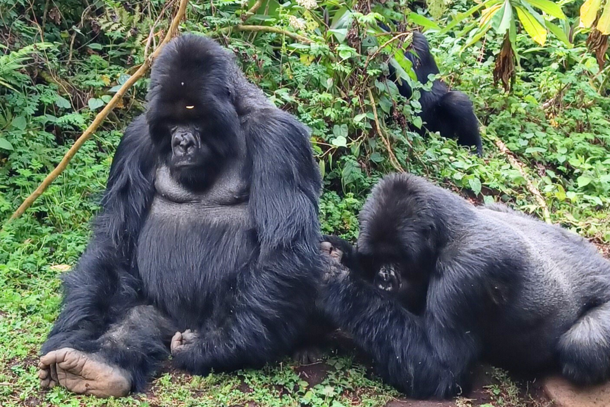 gorillas safari