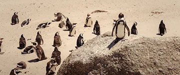 3 WEB TripProgram Template (15) copy