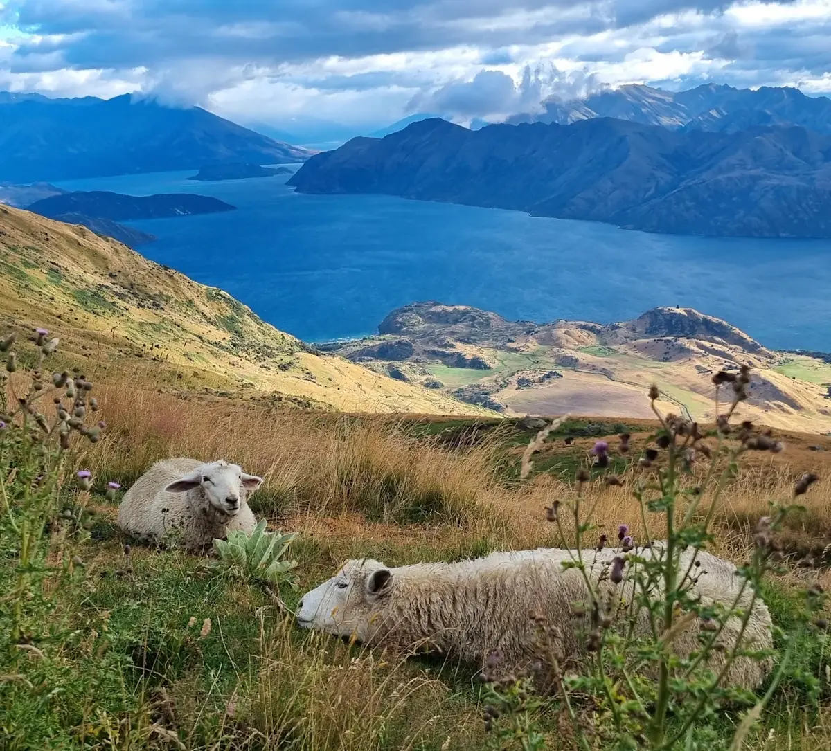 schapen-op-groene-hellingen-bij-fjord &middot; new-zealand-north-to-south