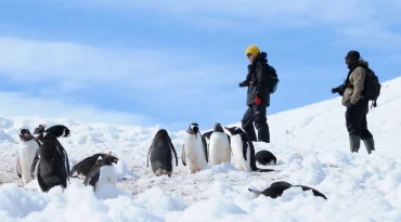 Wildlife zoals ontelbare vogels, pinguïns, zeehonden en walvissen