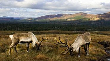 Het omvangrijke Cairngorms National Park