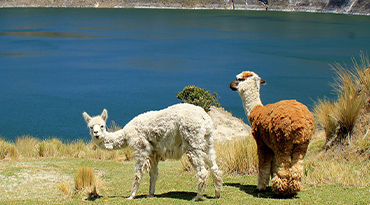 Alpaca's, lokale bevolking en wijdse uitzichten aan de Quilotoa Loop