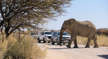 Zoek de Big 5 in Etosha National Park, Chobe National Park en Bwabwata National Park