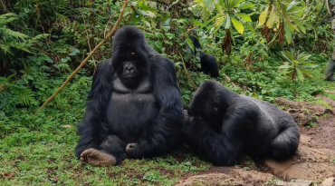 Sta oog in oog met gorilla's tijdens een gorilla trekking (optioneel)