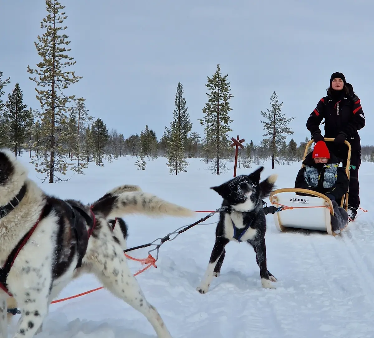 Huskysafari Lapland