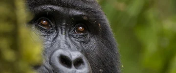 UGA TripProgram Gorilla