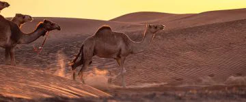 OMA Programma Wahiba sands