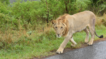 Ga maar liefst 3 dagen op safari door werelds mooiste natuurparken