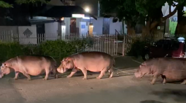 In het stadje St Lucia lopen er wilde nijlpaarden rond!