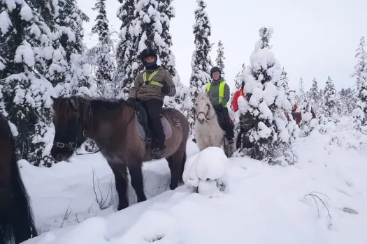 Groepsreis Lapland Paardrijden